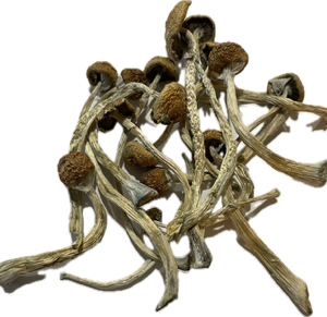 Aztec God Magic Mushrooms