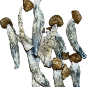 Blue God Magic Mushrooms