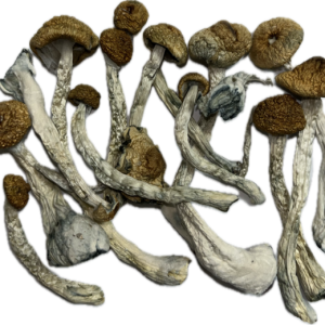 Cambodian Magic Mushrooms