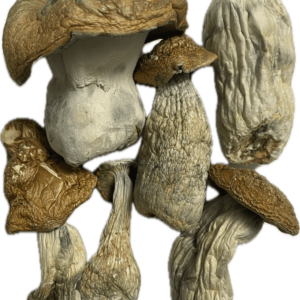 Code Blue Magic Mushrooms