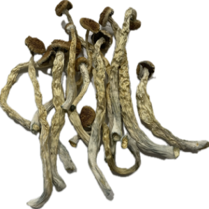 Extra Terrestrial of the 4th Kind – Magic Mushrooms