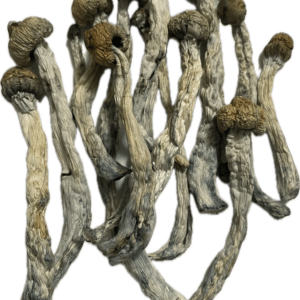 Gold Member Magic Mushrooms
