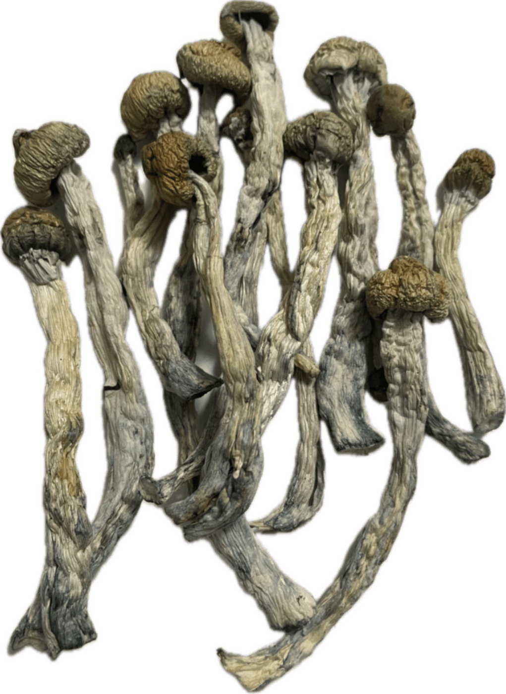 Gold Member Magic Mushrooms