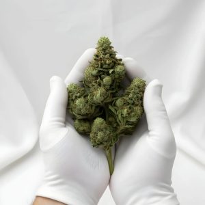 Jungle Fuel THCA Hemp Flower