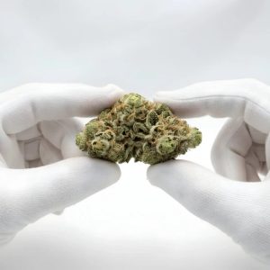 Key Lime Pie THCA Hemp Flower