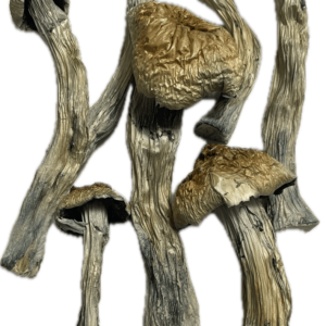 M-100 Magic Mushrooms