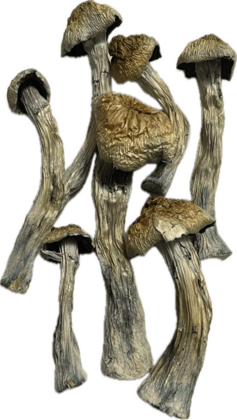 M-100 Magic Mushrooms