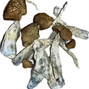 Malabar Magic Mushrooms