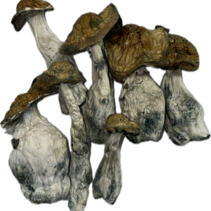 McKilla Ultra Magic Mushrooms