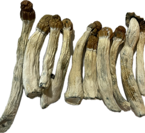 Melmec Penis Envy Magic Mushrooms