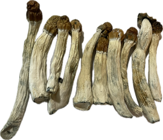 Melmec Penis Envy Magic Mushrooms