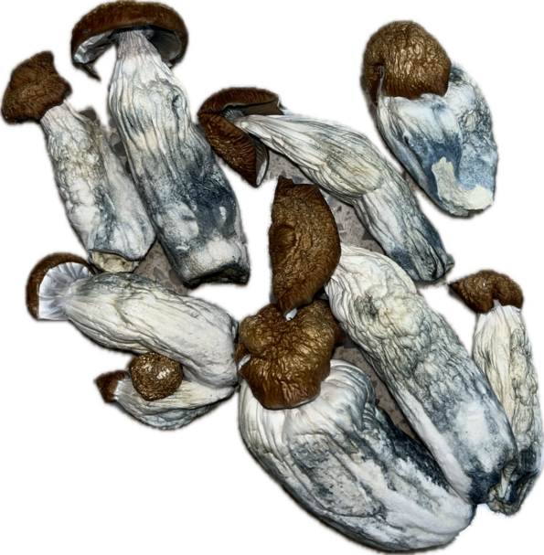 MexiCube Magic Mushrooms