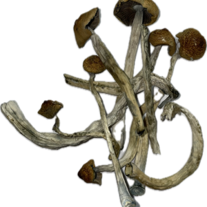 Mexicana Magic Mushrooms