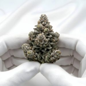 Oreoz Blizzard THCA Hemp Flower