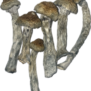 Orissa India Magic Mushrooms