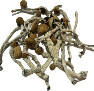 Peacock Magic Mushrooms