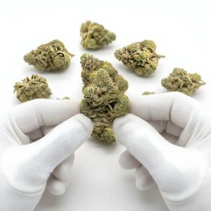 Pineapple Ex THCA Hemp Flower
