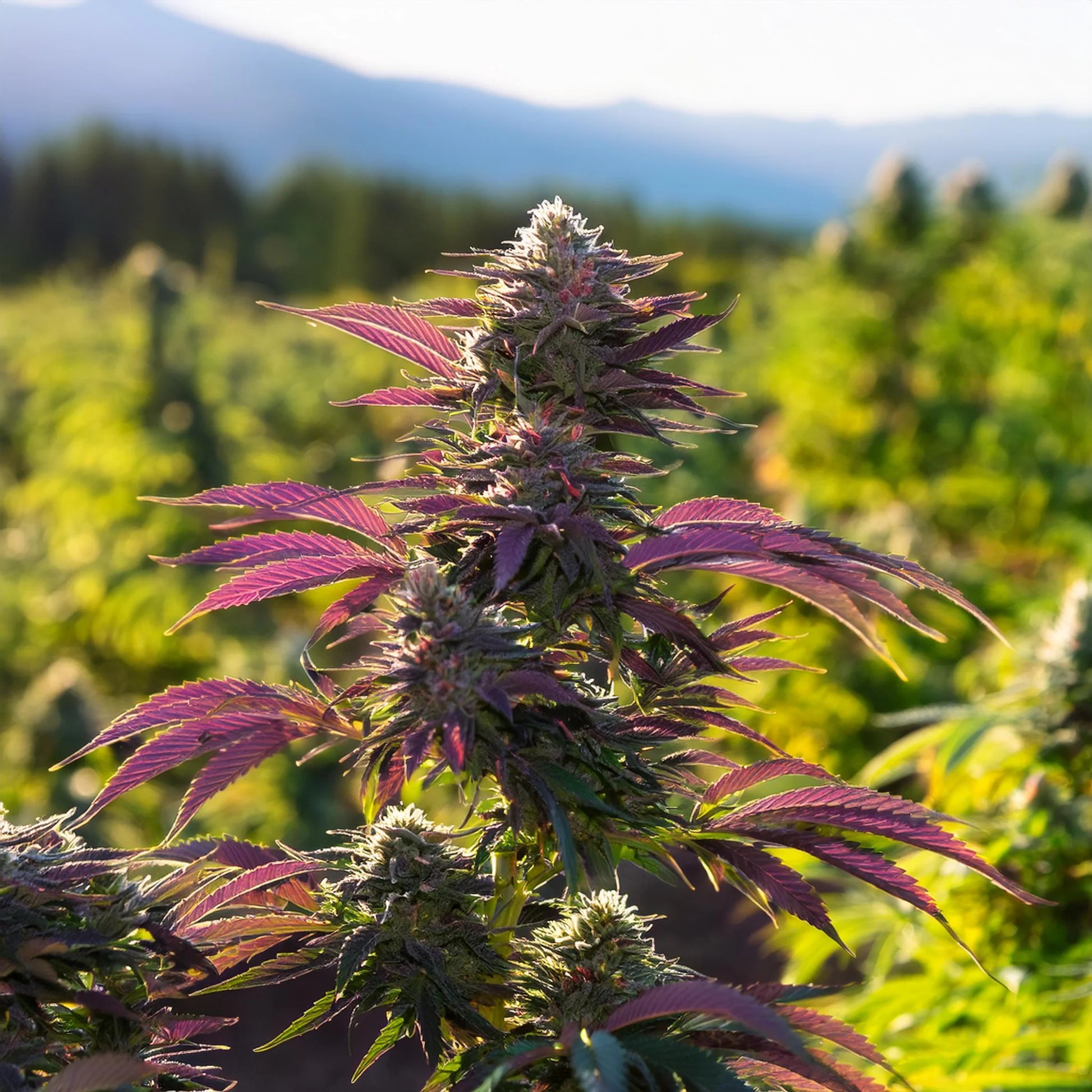 Purple Haze THCA Hemp Flower