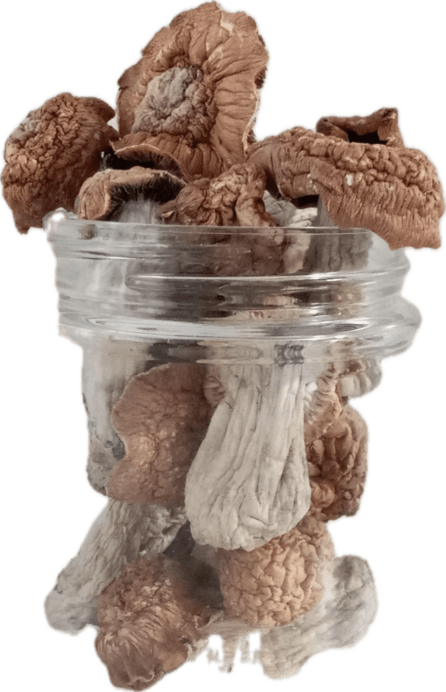 Tidal Wave Magic Mushrooms