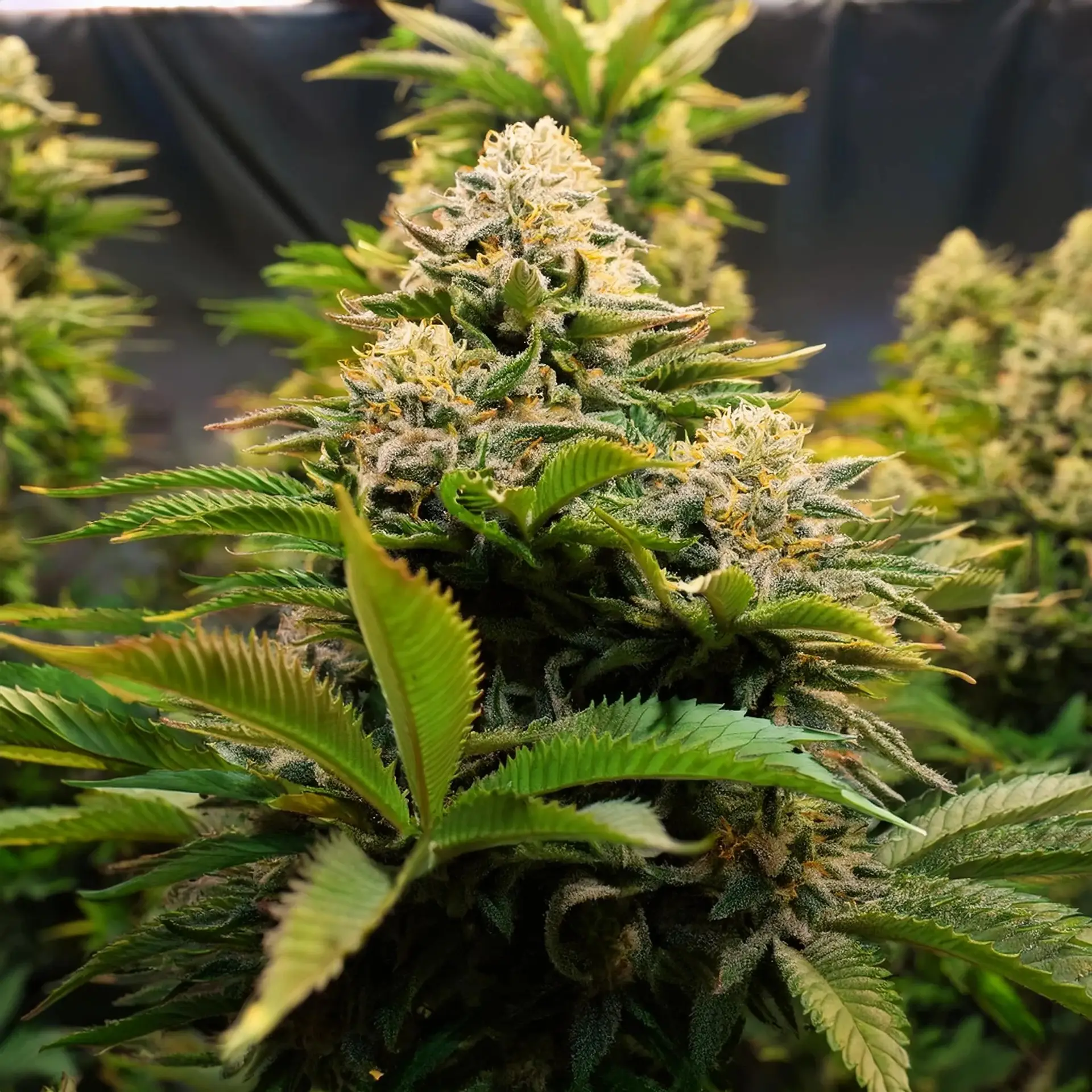 Wonderbread THCA Hemp Flower - Image 2